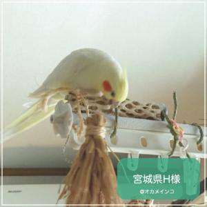 インコ 鳥 止まり木/マヌーミネラルパーチ Sの詳細画像4