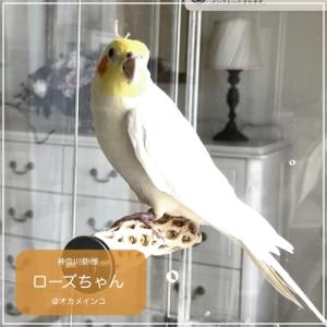 インコ 鳥 止まり木/マヌーミネラルパーチ Sの詳細画像5