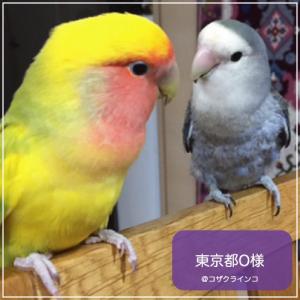 賞味期限 2028年1月 ハリソンバードフード...の詳細画像2