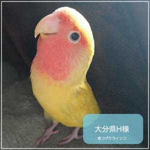 賞味期限 2028年1月 ハリソンバードフード...の詳細画像3