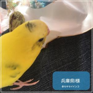 賞味期限 2028年1月 ハリソンバードフード...の詳細画像2