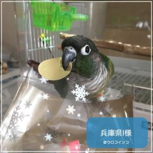 賞味期限 2028年1月 ハリソンバードフード...の詳細画像3