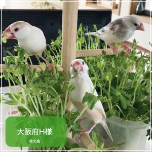 賞味期限 2028年1月 ハリソンバードフード...の詳細画像5