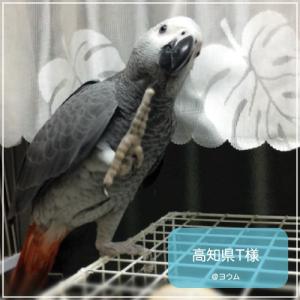 鳥専用 サプリメント/ハーブサラダ 鳥用 4o...の詳細画像3