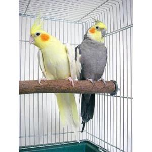 カワイ   ニームパーチM   9992257