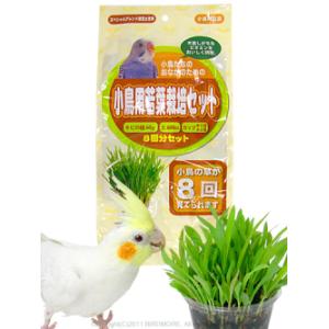 在庫限り♪ アラタ 小鳥用 若葉栽培 セット ...の詳細画像2
