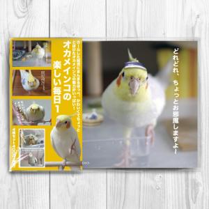 TOMO YAMASHITA DESIGN STUDIO.  オカメインコの楽しい毎日１　ポストカード4枚セット 195A0106  ネコポス 対応可能 インコサミット バードモア 鳥用品｜birdmore