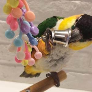 インコ おもちゃ ALOHA HEAVEN (...の詳細画像3