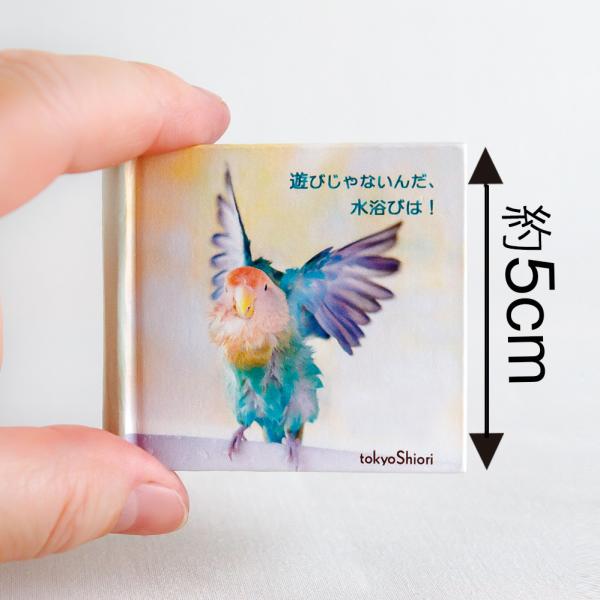 tokyoshiori   5cm写真集『遊びじゃないんだ、水浴びは！』   コザクラインコ   2...