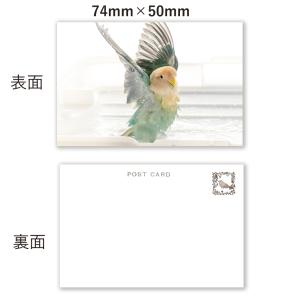 tokyoshiori  ミニカード８枚セット1  コザクラインコ  245A0286 ネコポス 対応可能　BIRDMORE バードモア CRAFT GARDEN 鳥用品｜birdmore