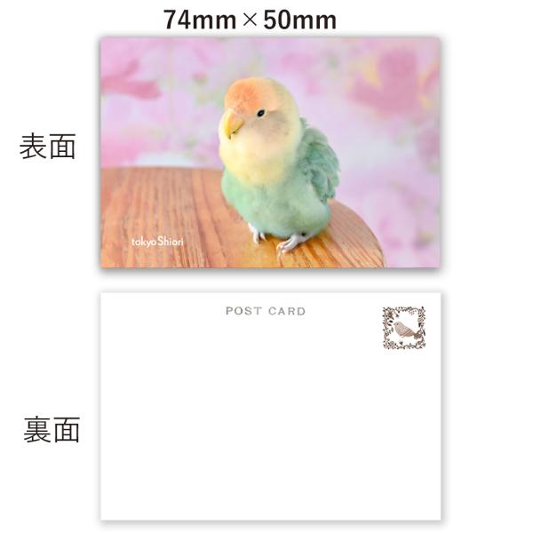 tokyoshiori  ミニカード８枚セット2  コザクラインコ  245A0287 ネコポス 対...