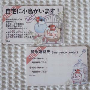 楓工房 緊急連絡先カード・文鳥-色変わり 文鳥...の詳細画像2