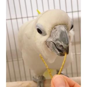 迷ったらこれ!当店オリジナルペレット BIRD...の詳細画像2