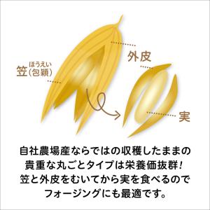 バードモアファーム 笠つきオーツ麦 50g (...の詳細画像2