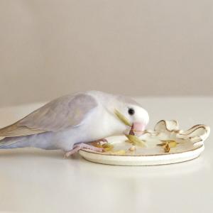 バードモアファーム 笠つきオーツ麦 50g (...の詳細画像4