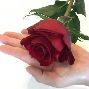バラ 花束 12本 大輪 バラの花束 プレゼン...の詳細画像4