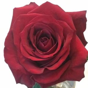 バラ 花束 12本 大輪 バラの花束 プレゼン...の詳細画像5