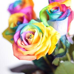 バラ 10本から 選べる本数 レインボー 花 ...の詳細画像1