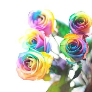 バラ 10本から 選べる本数 レインボー 花 ...の詳細画像2