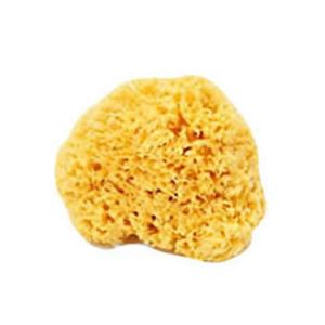 天然海綿ハニコム種(14-16cm)　Mサイズ