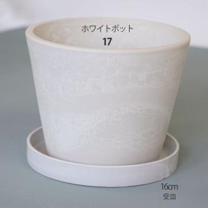 プラ鉢 ホワイトポット 17 サボテン 頑丈 ...の詳細画像3