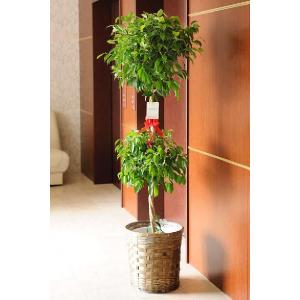 産直 観葉植物 ベンジャミン リッチ ダブル 10号 バスケットカバー付 送料無料 ベンジャミン 19 Sp Gifts 店