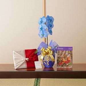 花とギフトのセット　選べる花色のカラー胡蝶蘭　彩 - irodori -　1本立（寒色系）とカタログギフト（ミストラル/マリーゴールド）｜biz-hana