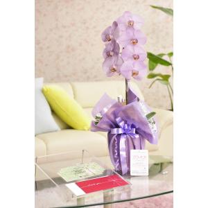 花とギフトのセット　選べる花色のカラー胡蝶蘭　彩 - irodori -　1本立（寒色系）と商品券（全国百貨店共通商品券3000円）【送料・カード・ラッピング無料】