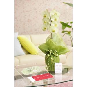 花とギフトのセット　選べる花色のカラー胡蝶蘭　彩 - irodori -　1本立（寒色系）と商品券（全国百貨店共通商品券5000円）【送料・カード・ラッピング無料】