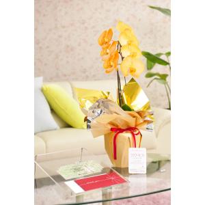 花とギフトのセット　選べる花色のカラー胡蝶蘭　彩 - irodori -　1本立（暖色系）と商品券（全国百貨店共通商品券3000円）【送料・カード・ラッピング無料】