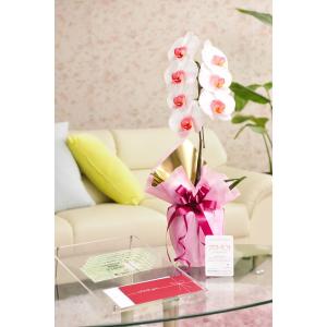 花とギフトのセット　選べる花色のカラー胡蝶蘭　彩 - irodori -　1本立（暖色系）と商品券（全国百貨店共通商品券5000円）【送料・カード・ラッピング無料】