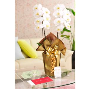 花とギフトのセット　胡蝶蘭　大輪2本立と商品券（全国百貨店共通商品券5000円）【送料・カード・ラッピング無料】