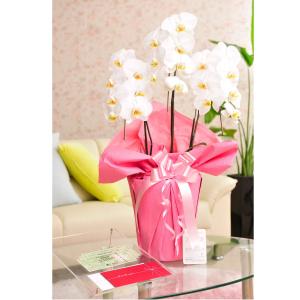 花とギフトのセット　胡蝶蘭　大輪3本立と商品券（全国百貨店共通商品券3000円）【送料・カード・ラッピング無料】