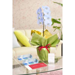 花とギフトのセット　選べる花色のカラー胡蝶蘭　彩 - irodori -　1本立（寒色系）と商品券（VJAギフトカード10000円）【送料・カード・ラッピング無料】