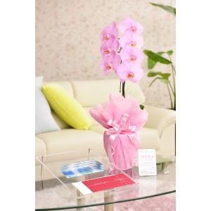 花とギフトのセット　選べる花色のカラー胡蝶蘭　彩 - irodori -　1本立（暖色系）と商品券（VJAギフトカード3000円）【送料・カード・ラッピング無料】