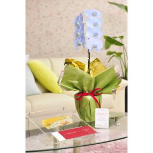 花とギフトのセット　選べる花色のカラー胡蝶蘭　彩 - irodori -　1本立（寒色系）と商品券（こども商品券3000円）【送料・カード・ラッピング無料】