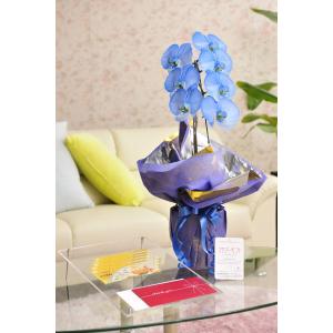 花とギフトのセット　選べる花色のカラー胡蝶蘭　彩 - irodori -　1本立（寒色系）と商品券（こども商品券5000円）【送料・カード・ラッピング無料】