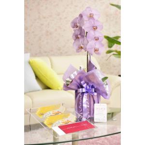 花とギフトのセット　選べる花色のカラー胡蝶蘭　彩 - irodori -　1本立（寒色系）と商品券（こども商品券10000円）【送料・カード・ラッピング無料】