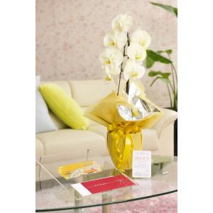 花とギフトのセット　選べる花色のカラー胡蝶蘭　彩 - irodori -　1本立（暖色系）と商品券（こども商品券3000円）【送料・カード・ラッピング無料】