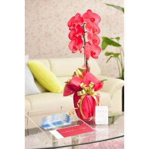 花とギフトのセット　選べる花色のカラー胡蝶蘭　彩 - irodori -　1本立（暖色系）と商品券（VJAギフトカード5000円）【送料・カード・ラッピング無料】