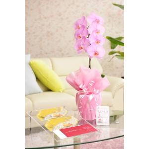 花とギフトのセット　選べる花色のカラー胡蝶蘭　彩 - irodori -　1本立（暖色系）と商品券（こども商品券10000円）【送料・カード・ラッピング無料】