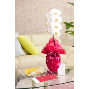 花とギフトのセット　胡蝶蘭　大輪1本立と商品券（こども商品券5000円）【送料・カード・ラッピング無料】