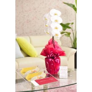 花とギフトのセット　胡蝶蘭　大輪1本立と商品券（こども商品券10000円）【送料・カード・ラッピング無料】