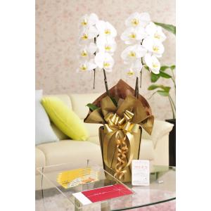 花とギフトのセット　胡蝶蘭　大輪2本立と商品券（こども商品券5000円）【送料・カード・ラッピング無料】