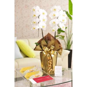 花とギフトのセット　胡蝶蘭　大輪2本立と商品券（こども商品券10000円）【送料・カード・ラッピング無料】