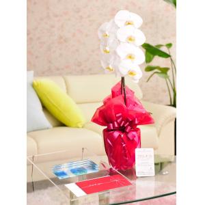 花とギフトのセット　胡蝶蘭　大輪1本立と商品券（VJAギフトカード3000円）【送料・カード・ラッピング無料】