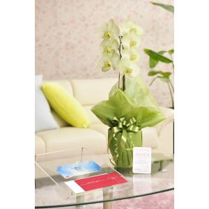 花とギフトのセット 選べる花色のカラー胡蝶蘭 彩...の商品画像