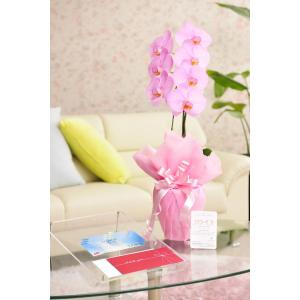 花とギフトのセット　選べる花色のカラー胡蝶蘭　彩 - irodori -　1本立（暖色系）と商品券（JTB旅行券3000円）【送料・カード・ラッピング無料】