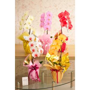 花とギフトのセット 選べる花色のカラー胡蝶蘭 ...の詳細画像1