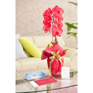 花とギフトのセット　選べる花色のカラー胡蝶蘭　彩 - irodori -　1本立（暖色系）と商品券（JTB旅行券5000円）【送料・カード・ラッピング無料】